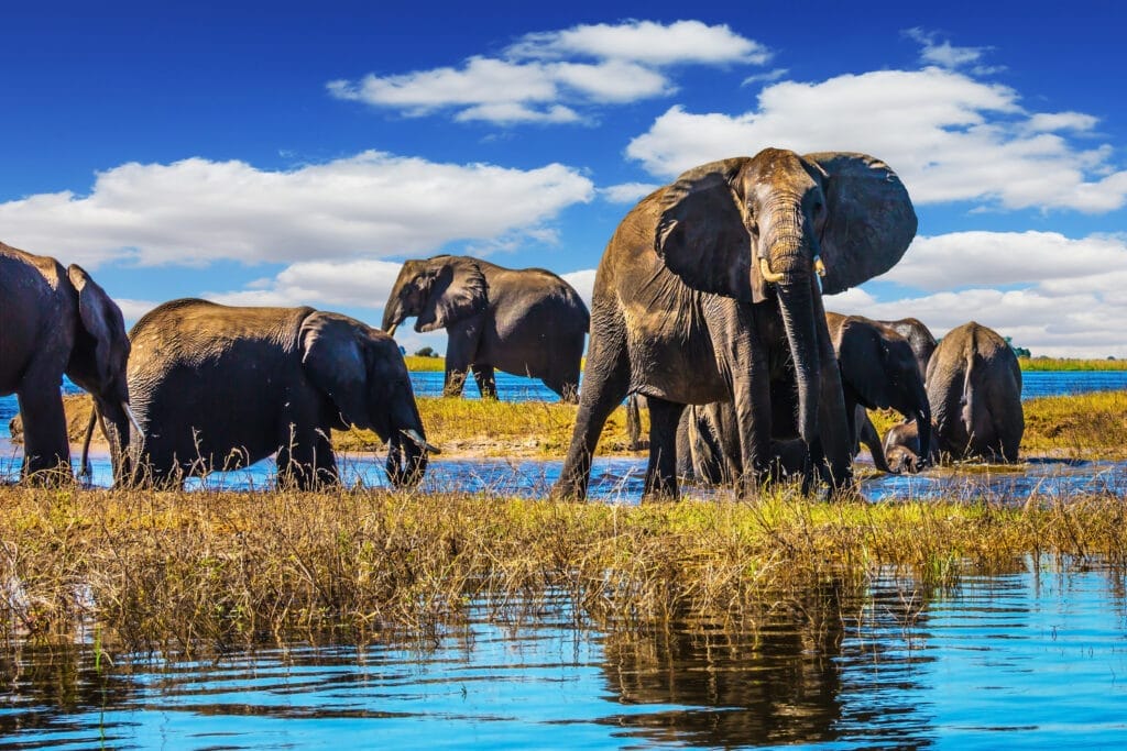 Gruppe afrikanischer Elefanten steht und badet im flachen Wasser unter blauem Himmel in einer Savannenlandschaft.