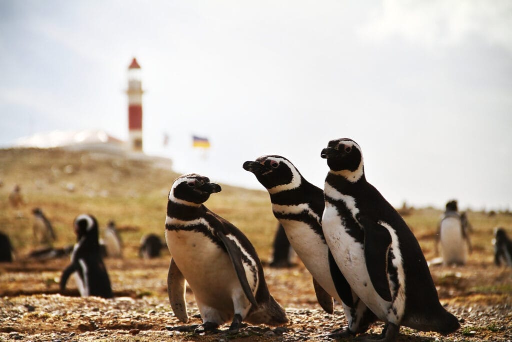 Three Magellanic penguins with lighthouse in the background.
