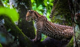 Oncilla. Wild cat on a tree. Wild cats. Ecuador.