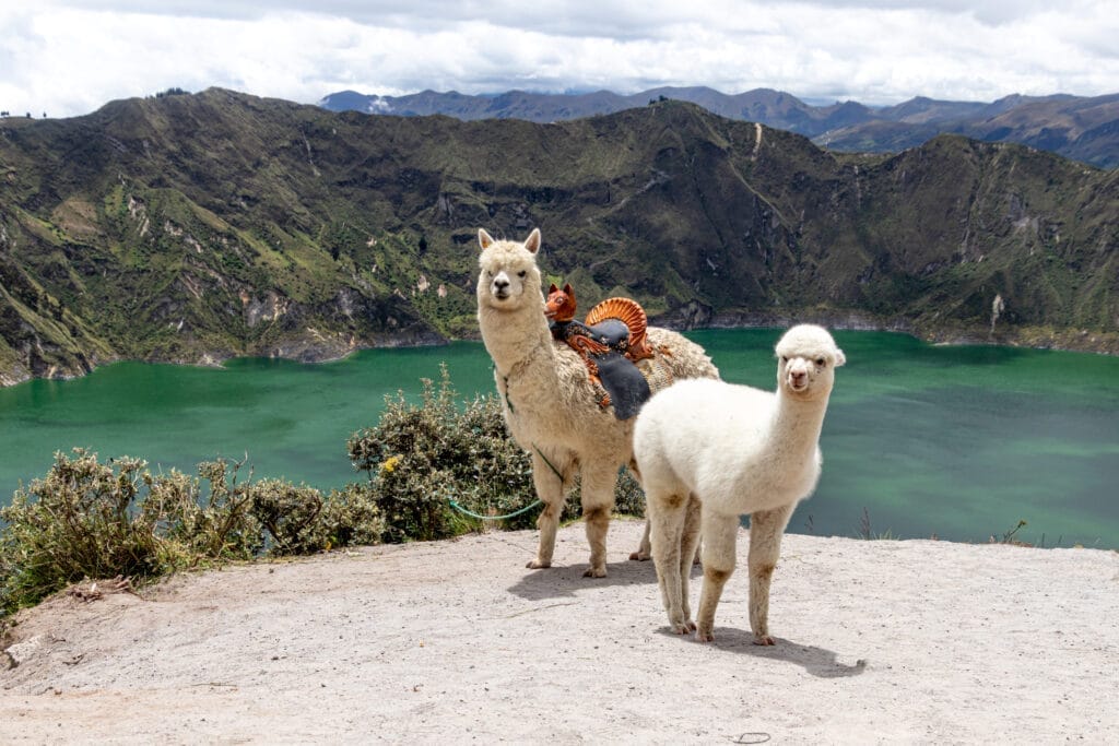 A fluffy white alpaca with baby alpaca on the viewpoint of Quilotoa lake and volcano crater. Ecuador, South America