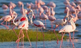 Gruppenreisen in Kenia