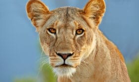 Löwin in Nahaufnahme 
4301313-1618193