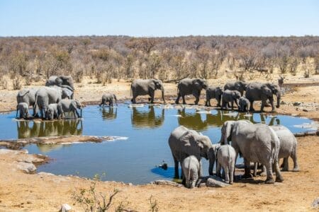 „Elefantenherde am Wasserloch im Etosha-Nationalpark, Namibia – Tiere trinken und baden in trockener Savannenlandschaft unter blauem Himmel.“
