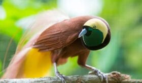 Lesser Bird of Paradise or Paradisaea minor. One Of the most exotic birds in Papua New Guinea.