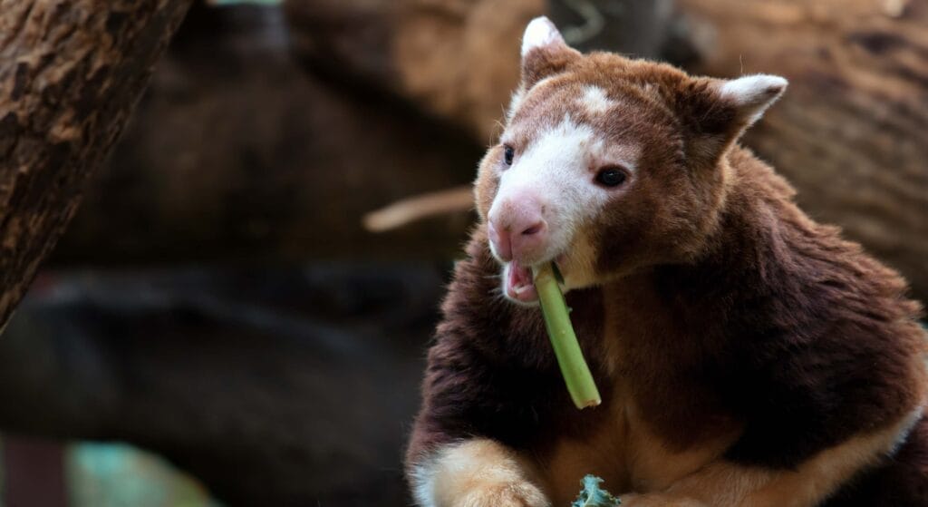 Tree Kangaroo