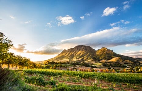 Weinberg bei Sonnenschein mit bewaldetem Berg im Hintergrund und blauem Himmel mit weißen Wolken.
