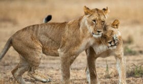 CheckIn:07.06.2017Valid:31.12.2019Changed:07.06.20174300397-1615010