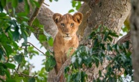 Tree climbing lion cub