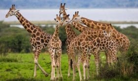 CheckIn:25.06.2018
Valid:31.12.2021
Changed:12.07.2018