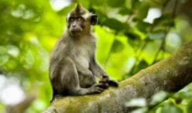 Mauritius entdecken – Trauminseln, Abenteuer & pure Entspannung