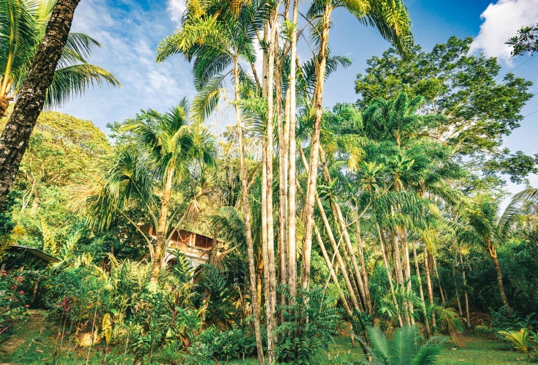 Vallée de Mai – Urwald mit mystischer Coco de Mer