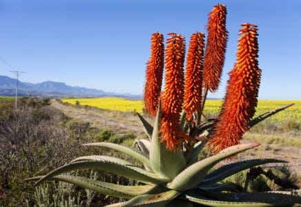 Rote Blume bei Rapsfeld