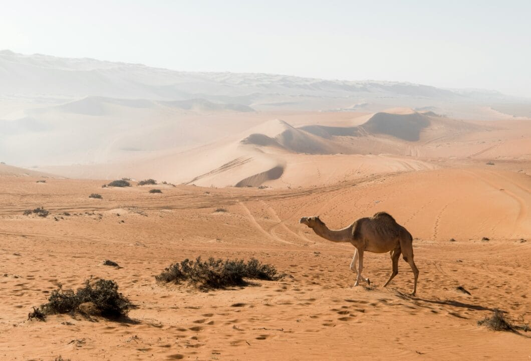 Wahiba Sands - Magie der Wüste