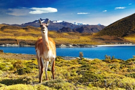 Llama vor blauem See und schneebedeckten Anden und blauem Himmel.