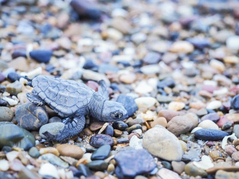 Das südliche Great Barrier Reef