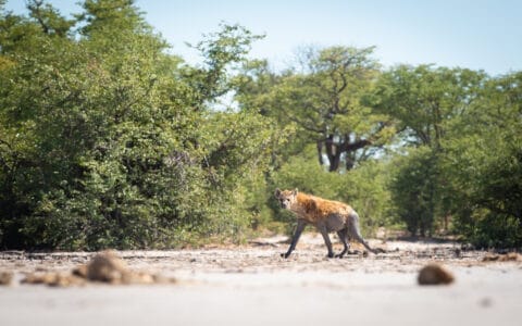 Savannenlandschaft mit Akazien im Mababe Private Reserve, Botswana – Teil des Okavango-Deltas, ideal für Safari und Wildtierbeobachtung.