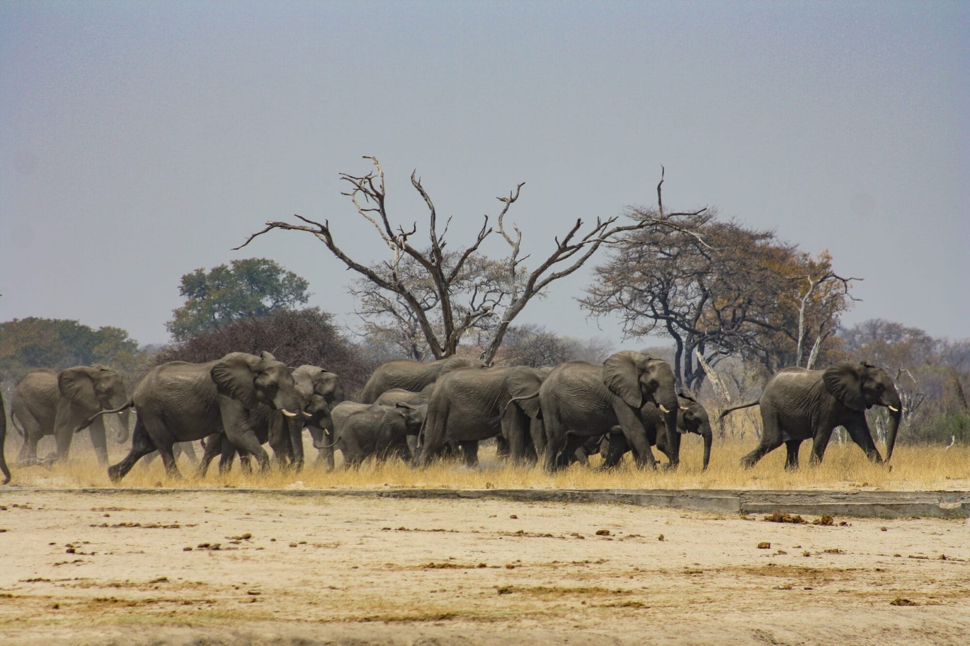 Große Elefantenherde läuft durch die trockene Savanne mit kahlen Bäumen im Hintergrund.