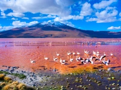 Flamingos in der roten Laguna umgeben von schneebedeckten Bergen und blauem Himmel mit weißen Wolken.