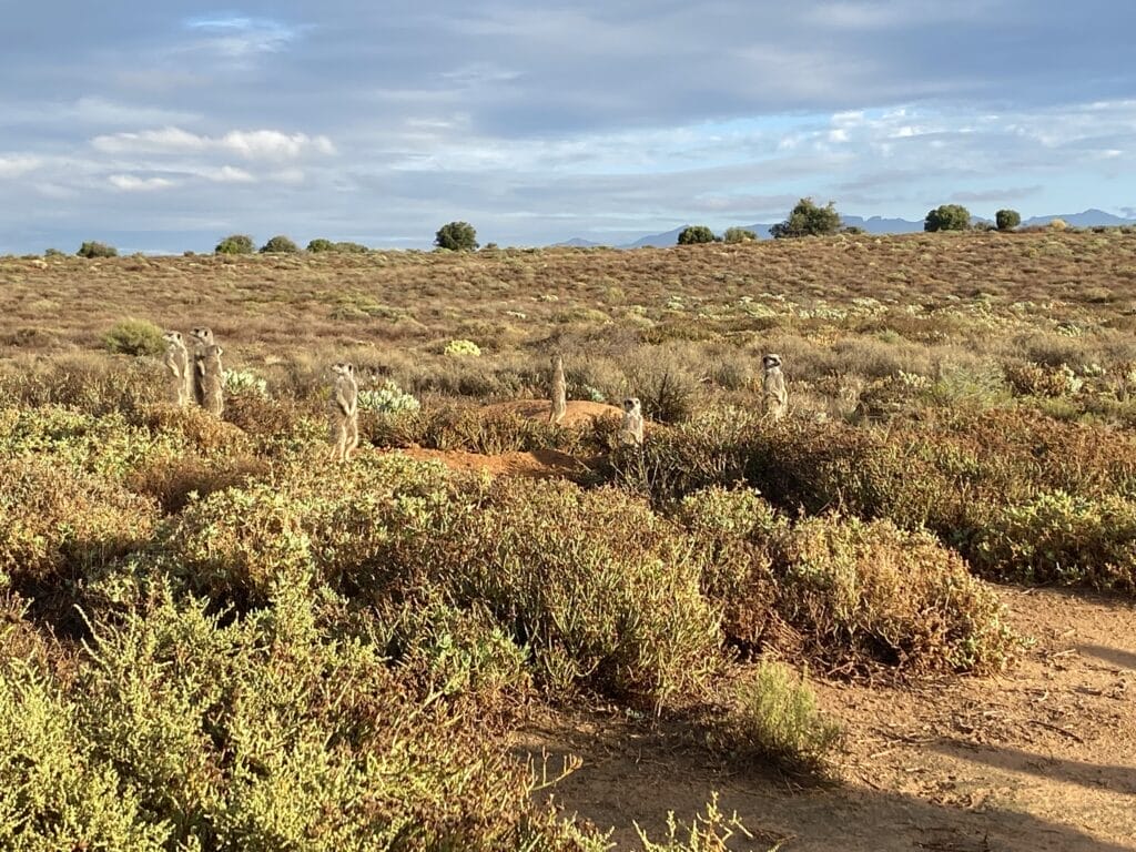 Erdmännchen in der Buschlandschaft stehend.