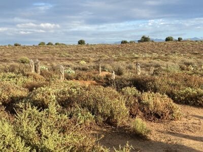 Erdmännchen in der Buschlandschaft stehend.