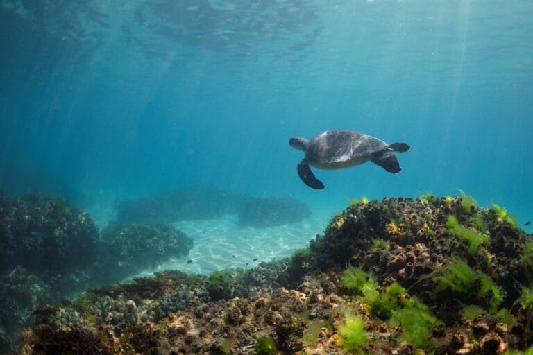 Gediegenes New South Wales: Großstadtgeflüster, magische Natur & Küstencharme (PPA013)