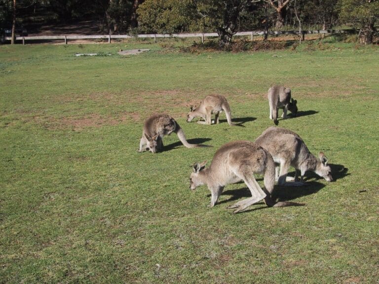 Gediegenes New South Wales: Großstadtgeflüster, magische Natur & Küstencharme (PPA013)
