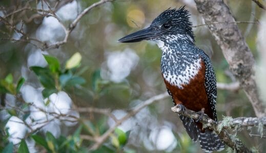Riesiger Eisvogel sitzt auf einem Ast inmitten dichter grüner Vegetation. Der Vogel hat ein auffälliges schwarz-weiß gesprenkeltes Gefieder und eine rostbraune Brust.